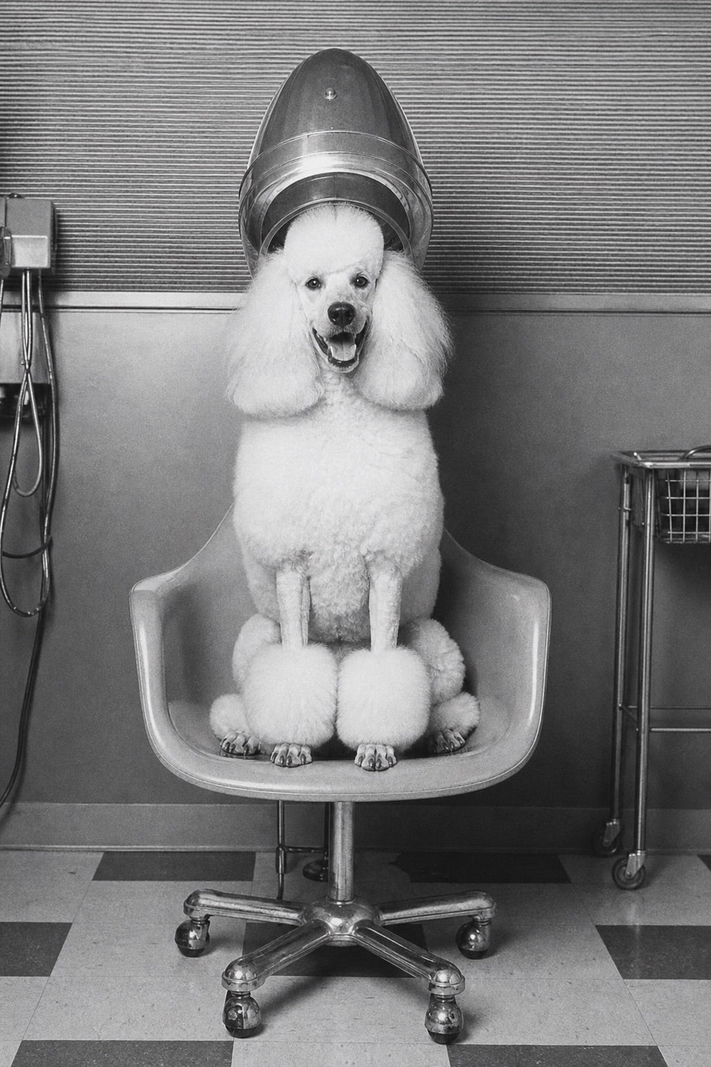 A freshly groomed poodle sitting beneath a vintage salon hood dryer