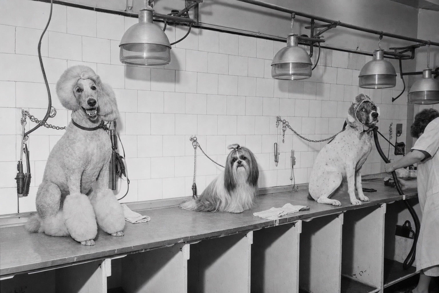 Three dogs sitting at separate stations in a vintage grooming salon